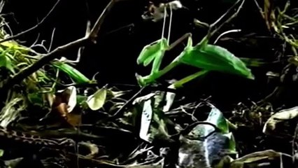 dence forest!!Snake vs Grasshopper - Animal Fight