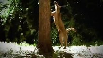 jangal!!Discovery channel documentary films HD Hyena Bonecrusher Queens Wildlife animals