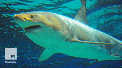 Why did a great white shark die after 3 days in captivity?