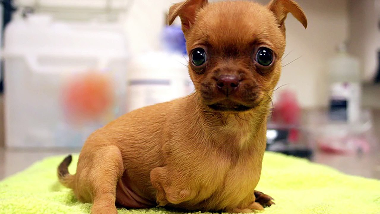 Née sans pattes avant, cette petite chien va pouvoir avoir une vraie vie heureuse grâce à sa prothèse