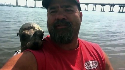 sea lion wants to be friends Funny Video