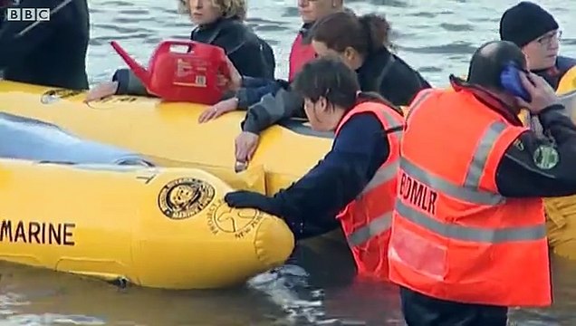 Stranded River Thames whale 'evoked huge public response'