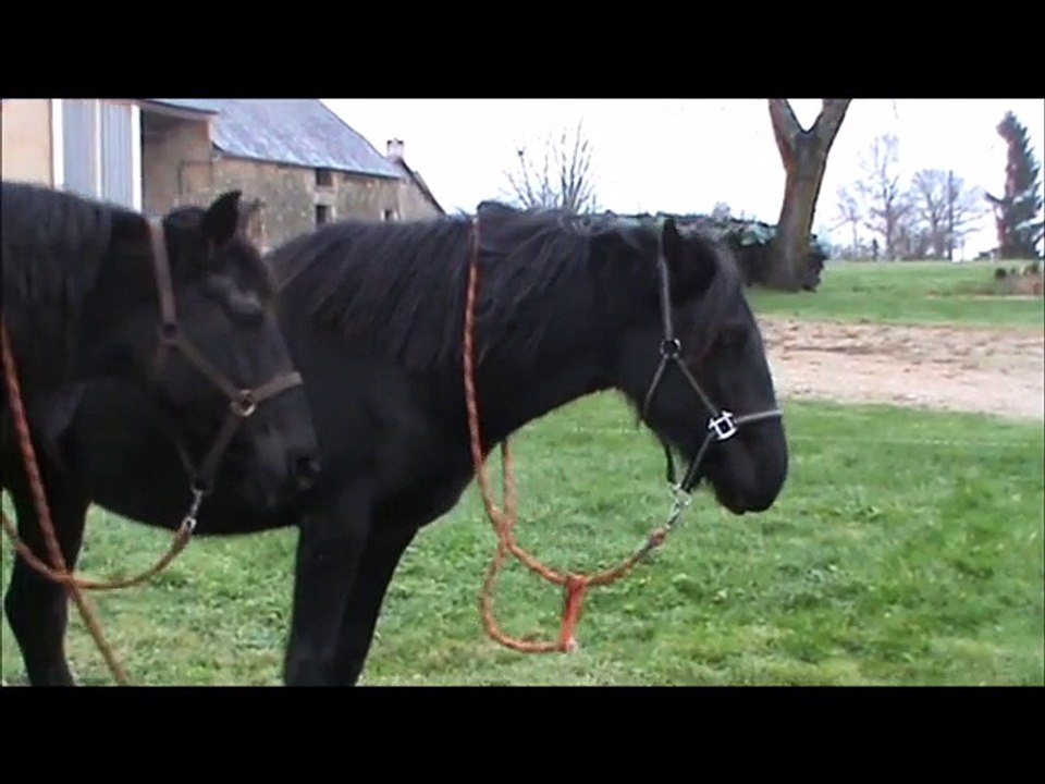 Epona janv 2016