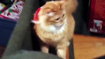猫がサンタさんになっちゃったOrange Tabby Cat Cant Shake Off His Santa Hat