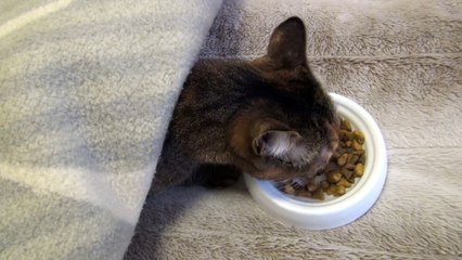 Lulu the cat lies down while eating
