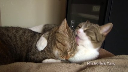 Taro the cat hugged Michelle while grooming