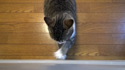 Taro the cat wake up the me at early in the morning