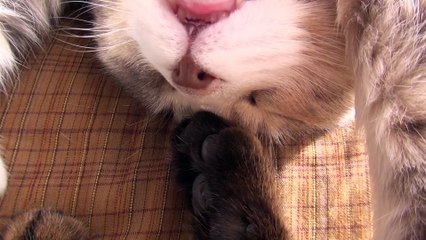 Paw Pad Attack! Cat raise cat from sleep