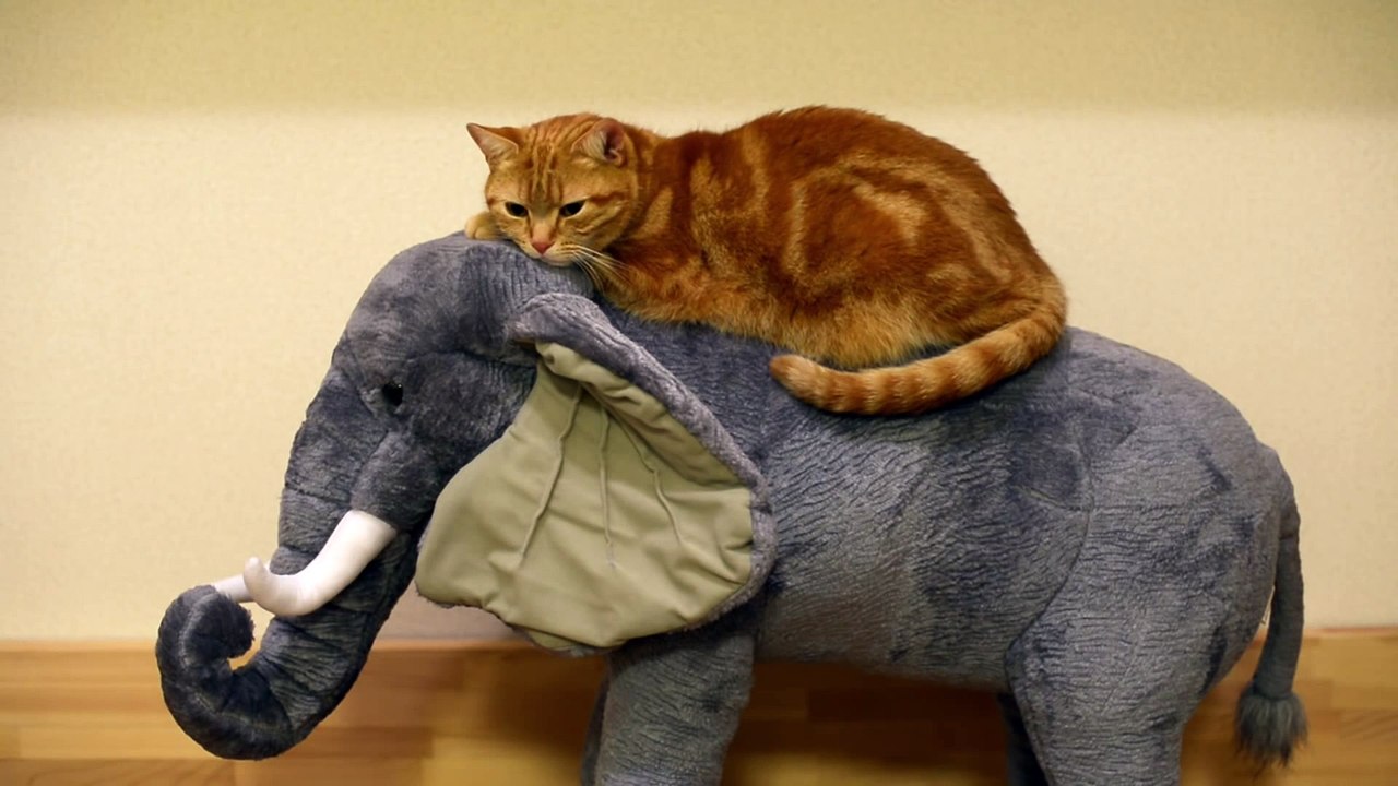 Cat to ride on the Elephant