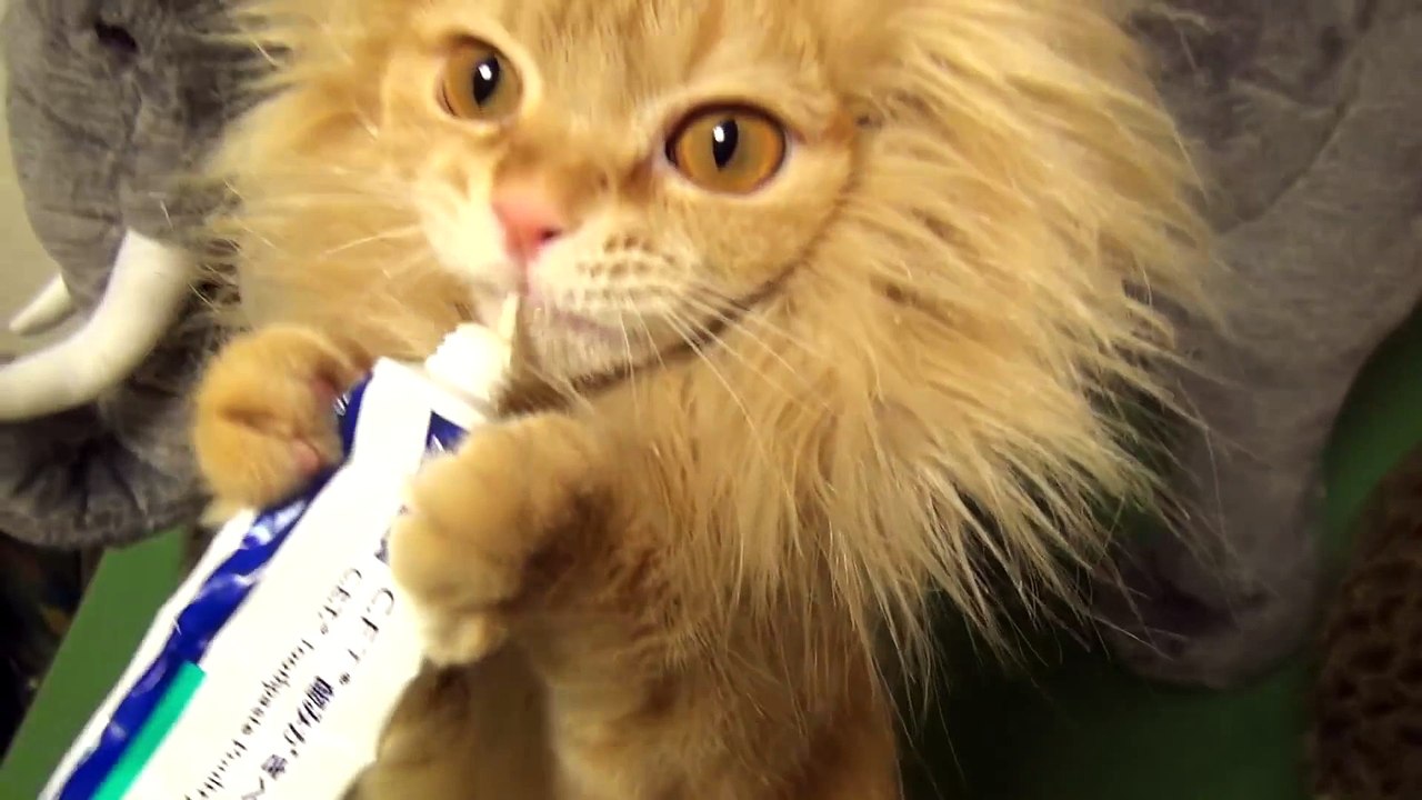 Lion Cat to ride on the Elephant