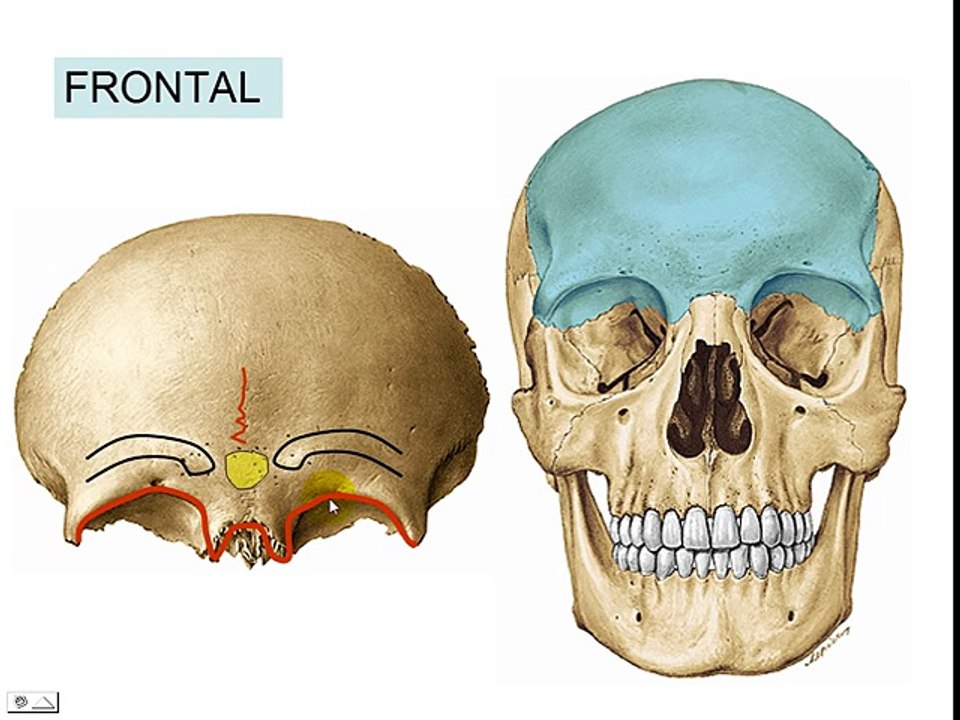 CRANEO 2: Hueso Frontal