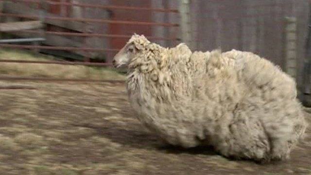 Sheila the sheep sheared after being lost for six years