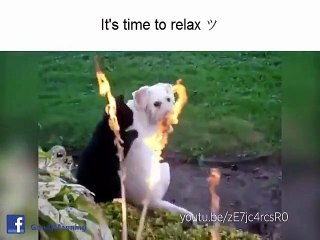 Massages entre chats... Compilation d