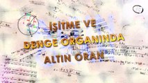 İşitme ve denge organında altın oran