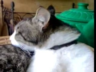 Mon chat: ***Minou!!!***