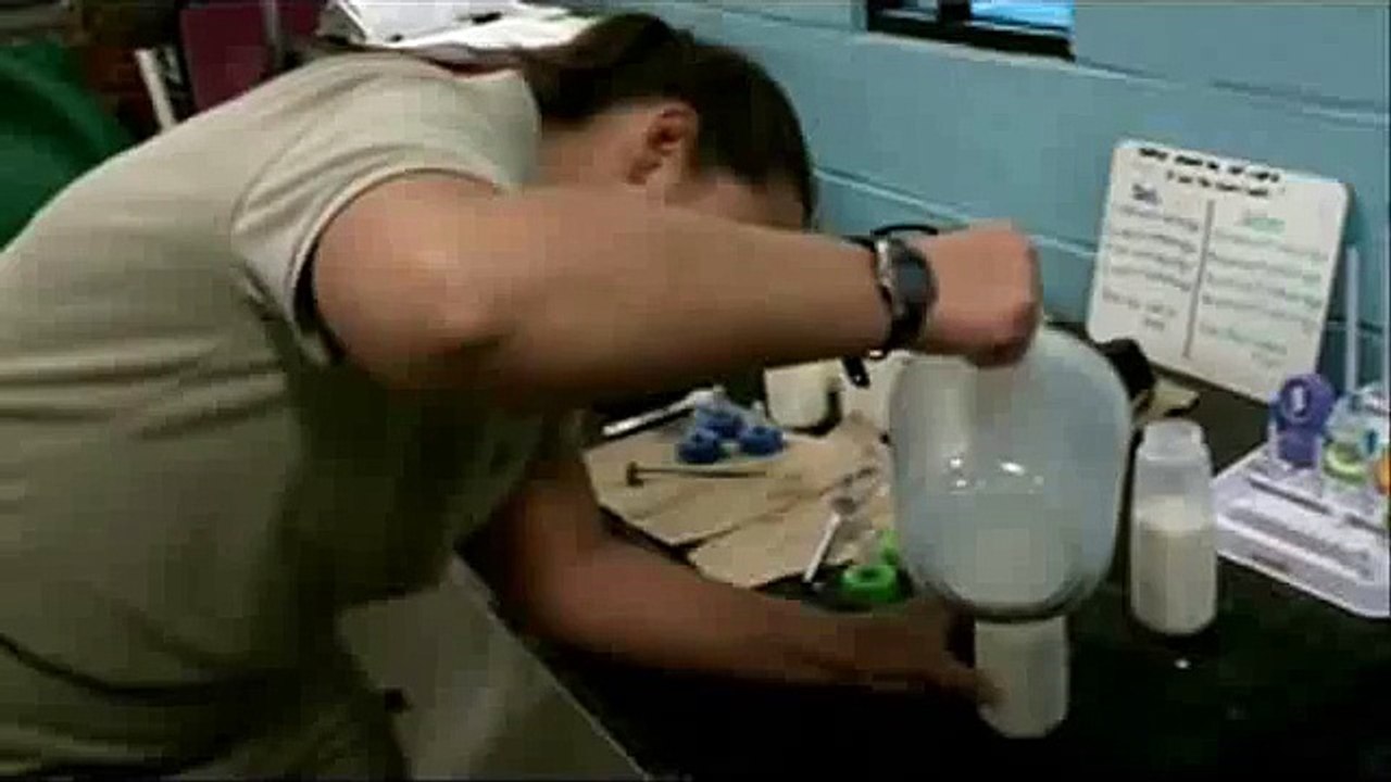 Karoo Black-footed Cat Playing in Fragile  Hippo Plays it Cool in the Pool  and Dolphin Shows Cute Sea Lion Pups Being Fed at Brookfield Zoo