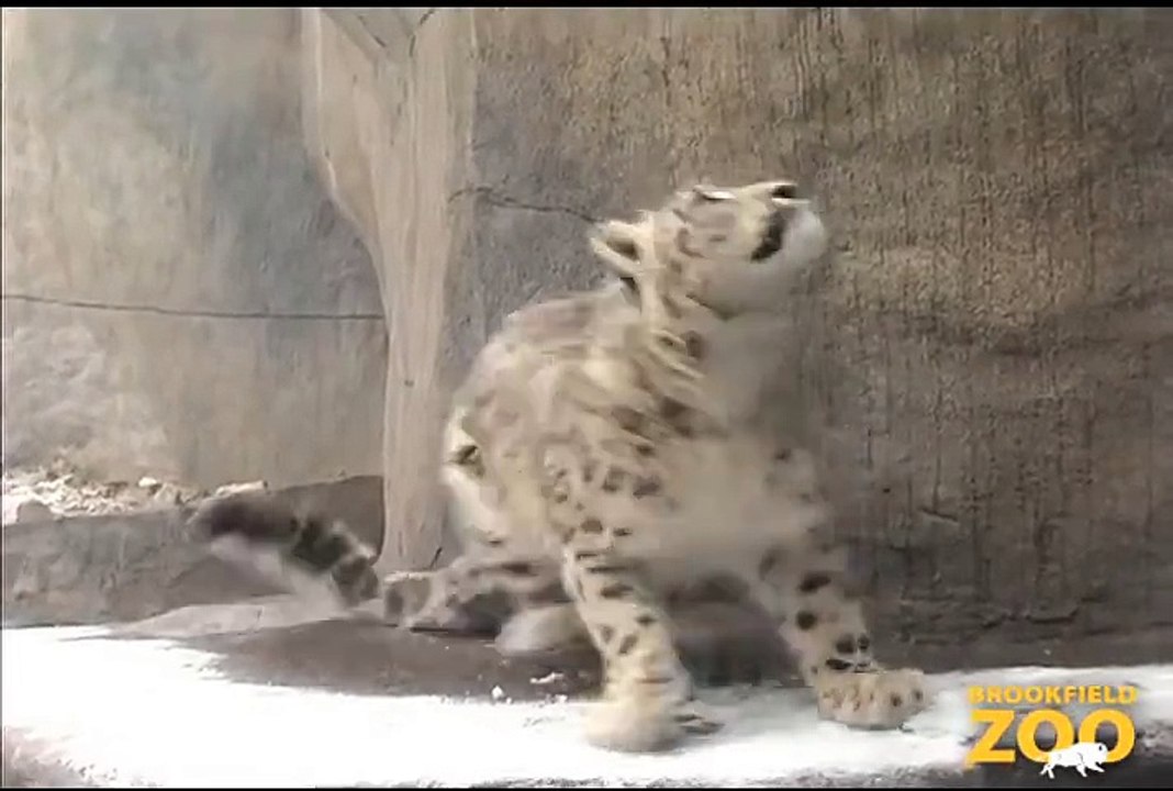 Young Karoo Black-footed Cat Playing in Fragile  Hippo Plays it Cool in the Pool  and Dolphin Shows Cats Enjoy the Snow at Brookfield Zoo