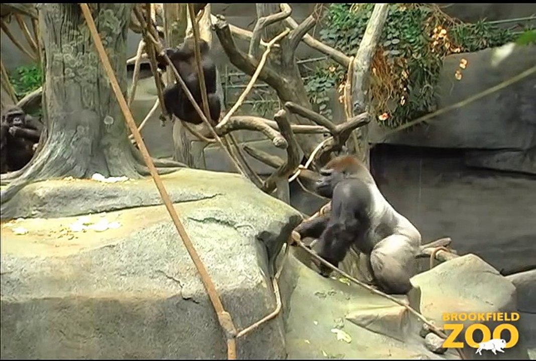 JoJo Gorilla Karoo Black-footed Cat Playing in Fragile  Hippo Plays it Cool in the Pool  and Dolphin Shows Arrives at Brookfield Zoo