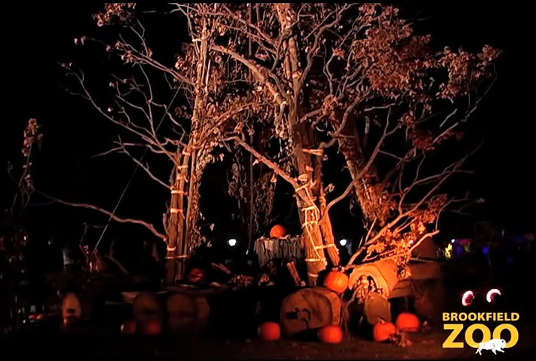 Face Your Karoo Black-footed Cat Playing in Fragile  Hippo Plays it Cool in the Pool  and Dolphin Shows Fears at Creatures of the Night!