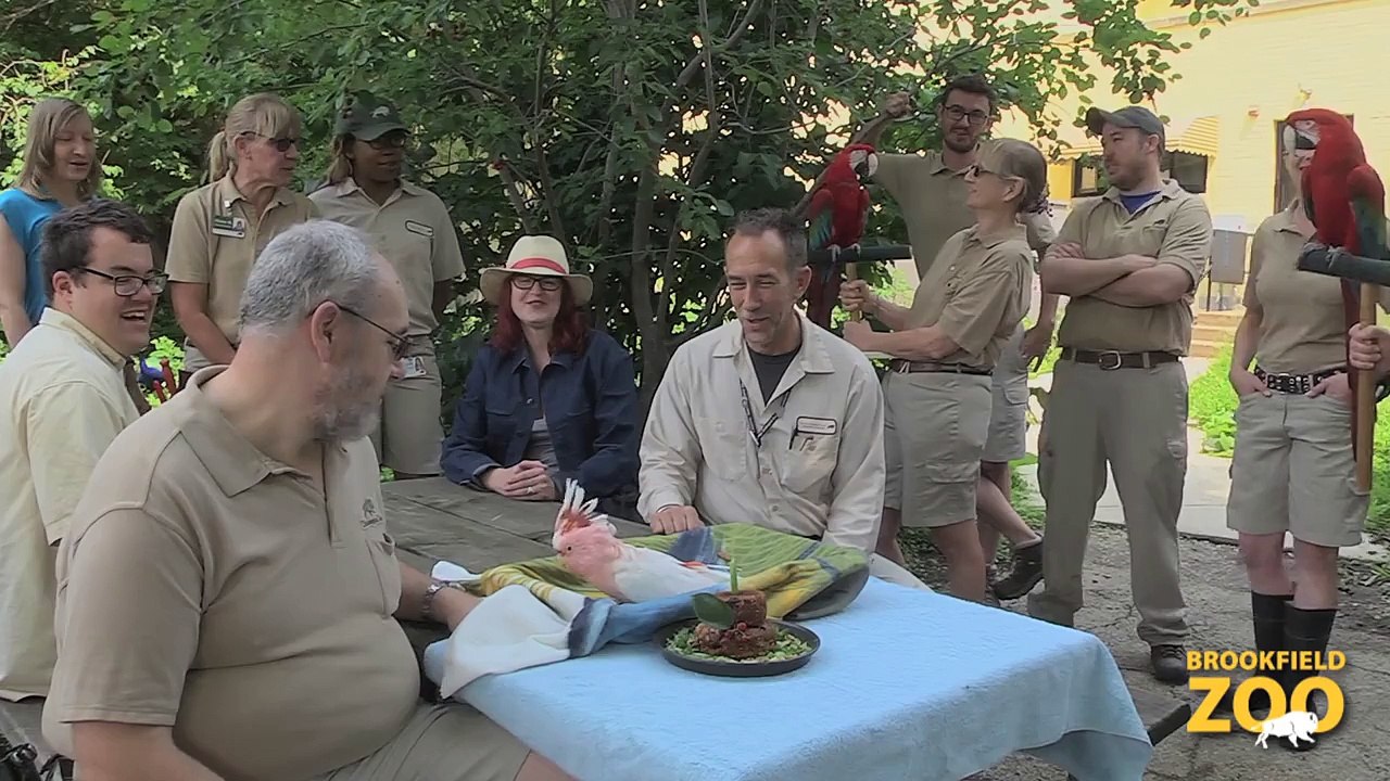 Happy Karoo Black-footed Cat Playing in Fragile  Hippo Plays it Cool in the Pool  and Dolphin Shows nd Birthday, Cookie!