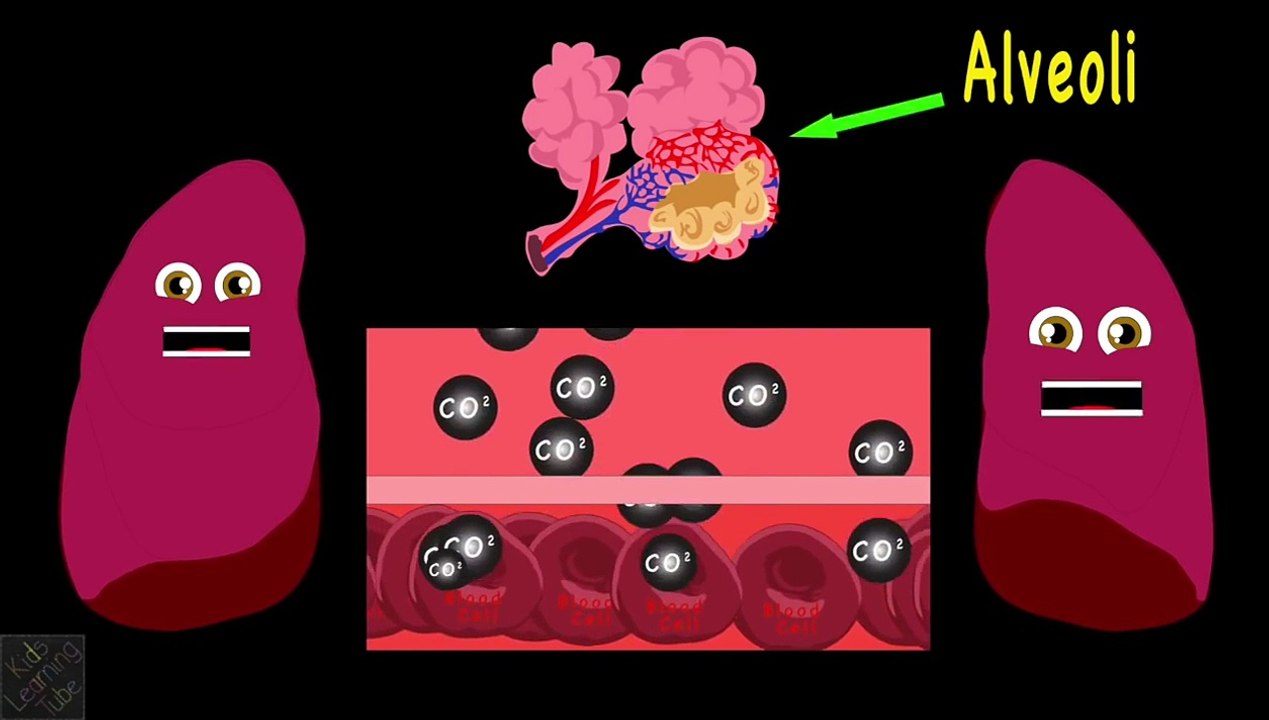 How The Human Body Works for Kids/Learn about the Human Body for Children/Lung Song for Ki