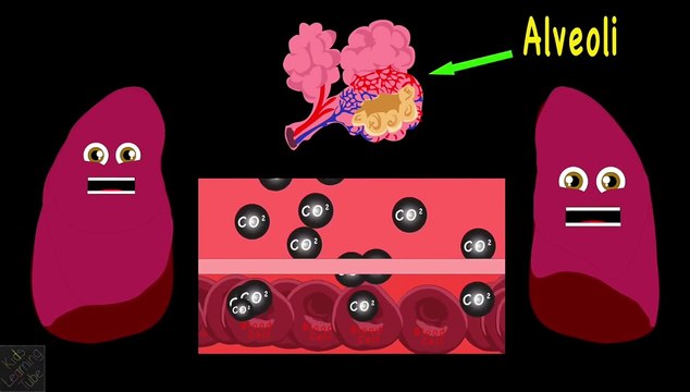 How The Human Body Works for Kids/Learn about the Human Body for Children/Lung Song for Ki