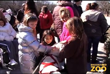 Freeze Days February 19  Hippo Plays it Cool in the Pool  and Dolphin Shows