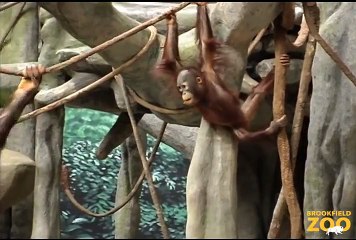 You Can Help Wild Orangutans