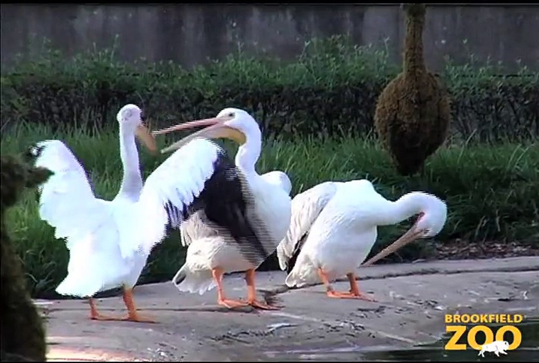 CZS Collaborates on U.S. Geological Survey Study of Asian Carp