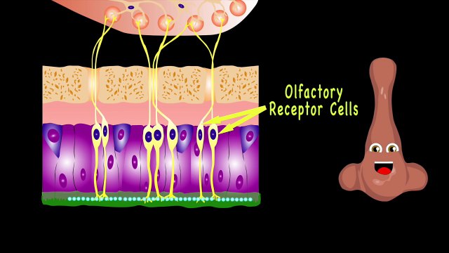 The Human Body for Kids/Learn about the Human Body for Children/Nose Song