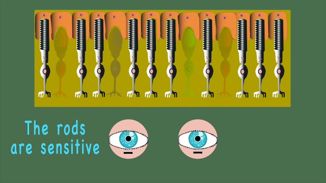 The Human Body for Kids/Learn about the Human Body for Children/Eye Song for Children