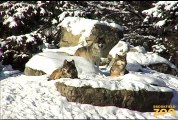 Mexican Gray Wolves in Snow at  ippo Plays it Cool in the Pool  and Dolphin Shows Brookfield Zoo