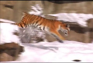 Snow Day ippo Plays it Cool in the Pool  and Dolphin Shows at Brookfield Zoo