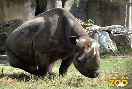 Hippo Plays it Cool in the Pool and Dolphin Shows Cookie Cockatoo Turns Rhinos Wallowing in Mud at Brookfield Zoo