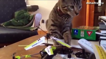 Funny Videos - Funny Cats - Funny Animals - Funny Dogs - Funny Compilation 2015