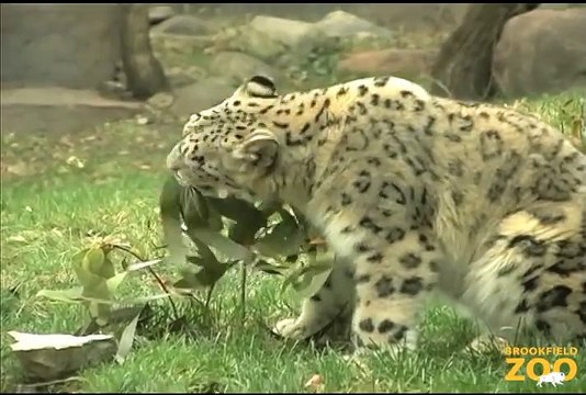 Young Snow Leopards Arrive at Hippo Plays it Cool in the Pool and Dolphin Shows Cookie Cockatoo Turns Brookfield Zoo