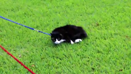 Simon the Cat Refuses To Dog
