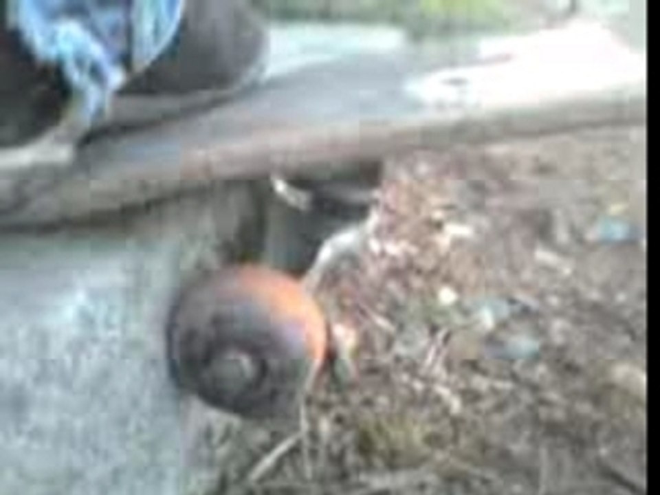 petit power ollie ...