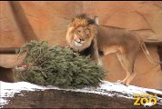 Hippo Plays it Cool in the Pool  and Dolphin Shows Cookie Cockatoo Turns Lions Receive Meaty Treat for Valentine's Day at Brookfield Zoo