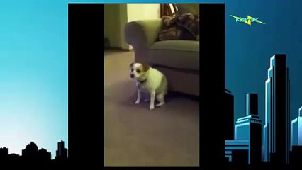 Cat and Dog Dancing with Music song very funny