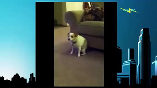 Cat and Dog Dancing with Music song very funny