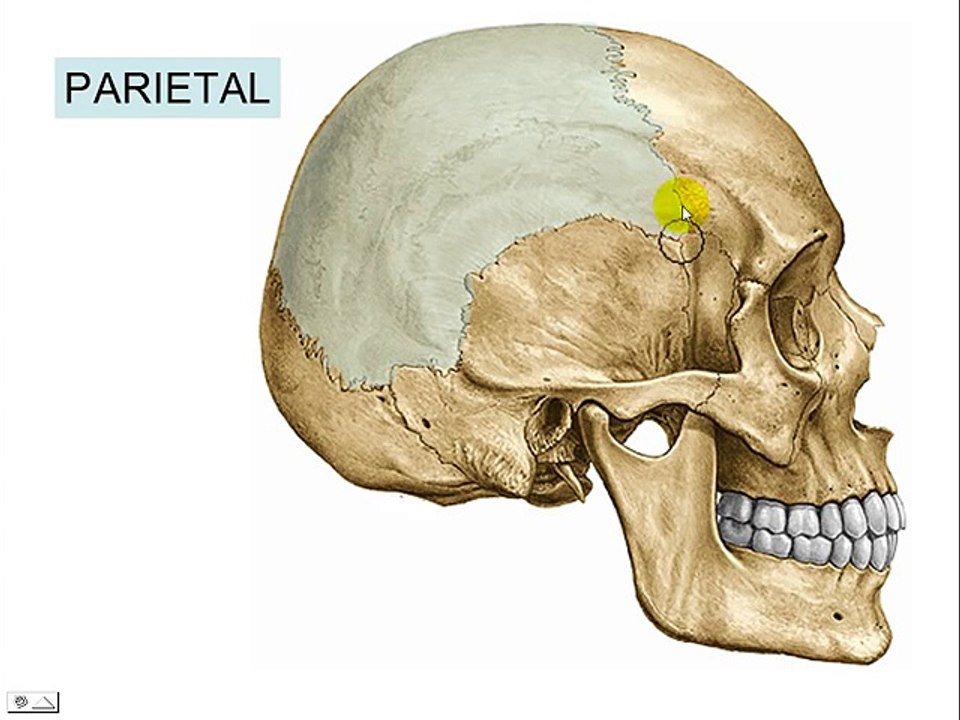HUESOS DEL CRANEO 7: Parietal
