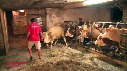 Freedom-dance of a bull did lived in chains