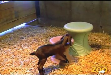 Goat Kids Born at Children's Zoo  Hippo Plays it Cool in the Pool  and Dolphin Shows Cookie Cockatoo Turns