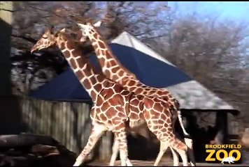 Giraffes Enjoy Warm Winter Weather at Brookfield Zoo