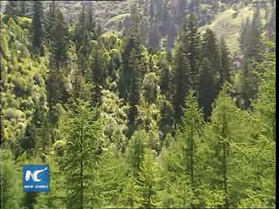 Better protection for giant pandas in china 2016