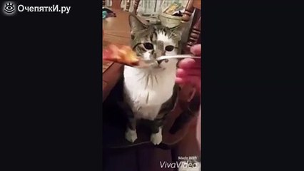 Котяра, не любящий людскую еду