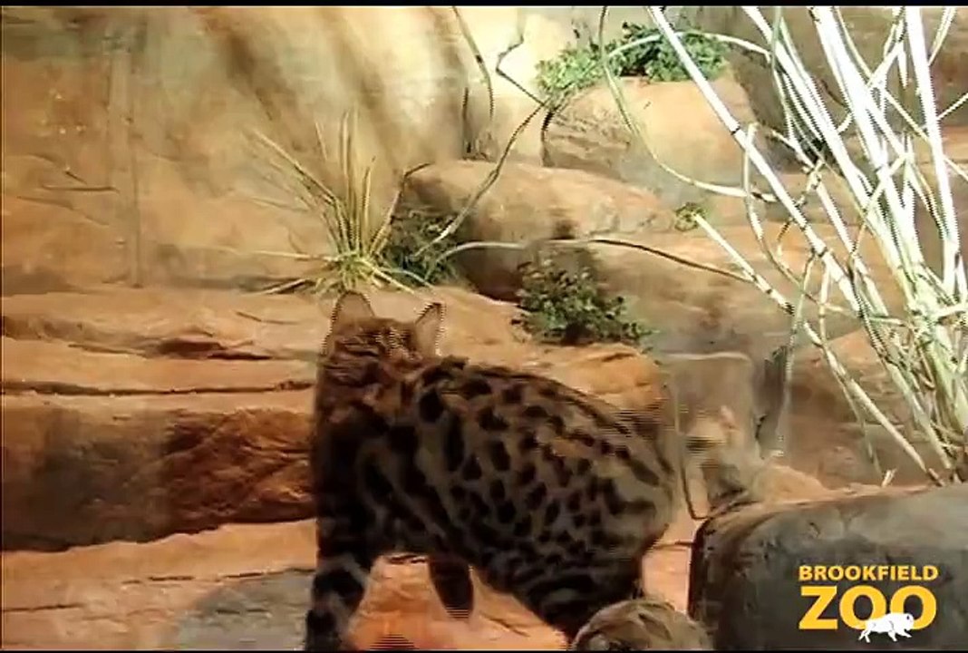 Karoo Black-footed Cat Playing in Fragile  Hippo Plays it Cool in the Pool  and Dolphin Shows Cookie Cockatoo Turns  Desert