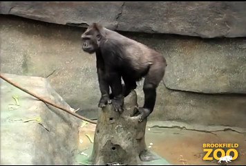Hippo Plays it Cool in the Pool  and Dolphin Shows Cookie Cockatoo Turns  Gorillas Enjoy New Enrichment Structures at Brookfield Zoo