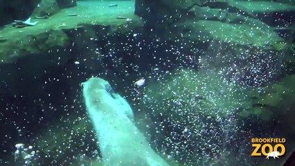 Hudson Polar Bear Dives into the Water